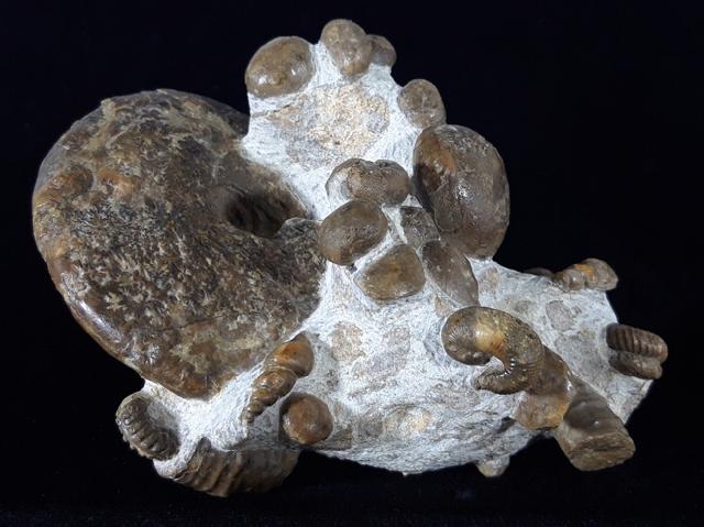 Fossilien-Stufe mit Ammoniten, Seeigel, Schnecken - Bild © FossNet FossilienStore